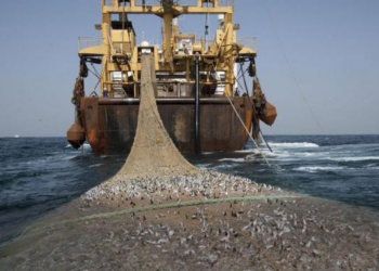 L'Afrique en proie à la pêche illégale : la Chine, un acteur majeur pointé du doigt, crédit DR.