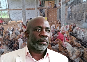 Hervais Omva Ovono : Pourquoi le développement avicole est indispensable au Gabon, montage Le Confidentiel.