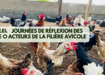 J-1au Gabon _ Journée de réflexion des acteurs de la filière avicole-Photoroom-Photoroom
