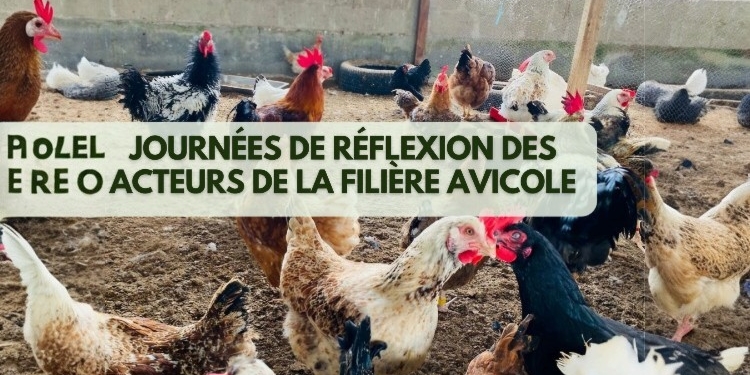 J-1au Gabon _ Journée de réflexion des acteurs de la filière avicole-Photoroom-Photoroom