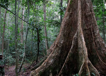Qui est Precious Woods, le troisième acteur de l'accord Eramet-Gabon ? Crédit photo DR.