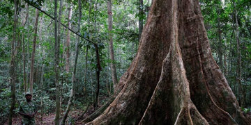 Qui est Precious Woods, le troisième acteur de l'accord Eramet-Gabon ? Crédit photo DR.
