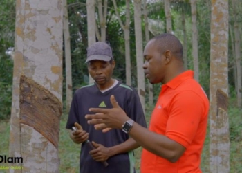 Olam Rubber Gabon : Un moteur essentiel du développement rural et agricole au Gabon, photo DR.