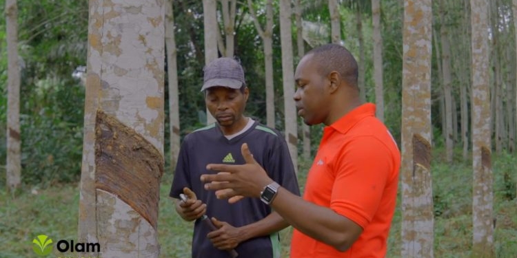 Olam Rubber Gabon : Un moteur essentiel du développement rural et agricole au Gabon, photo DR.