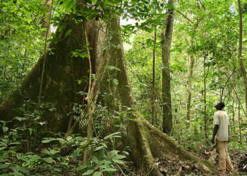 La filière industrielle forêt-bois au Gabon plombée par les événements du coup d’Etat du 30 août ? © Le Confidentiel.