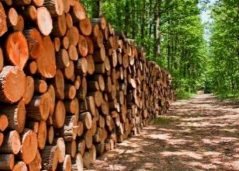 Qui est Precious Woods, le troisième acteur de l'accord Eramet-Gabon ? Crédit DR.